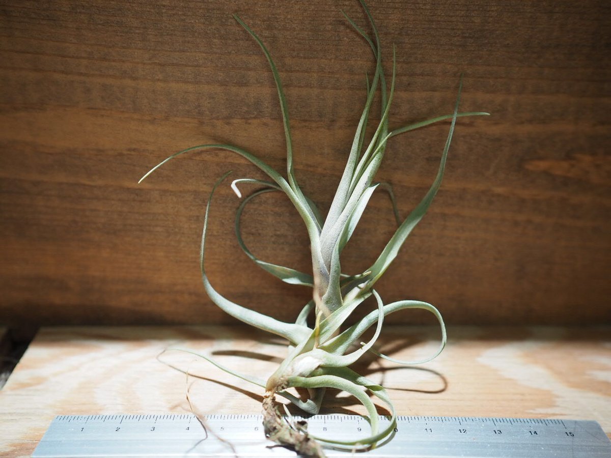 チランジア ／ ナナ (T.nana) ＊A01/Apr15 | 常葉植物園 Tokiwa B