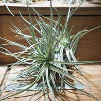 チランジア ／ カピタータ シルバーローズ XXL (T.capitata 'SilverRo