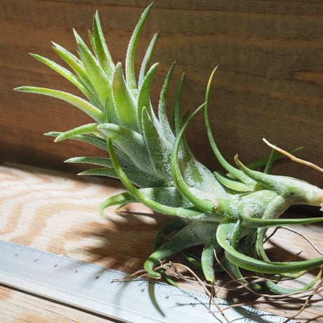 チランジア ／ イオナンタ ヴァンハイニンギー L　(T.ionantha var. vanhyningii)　★EF01/Feb05