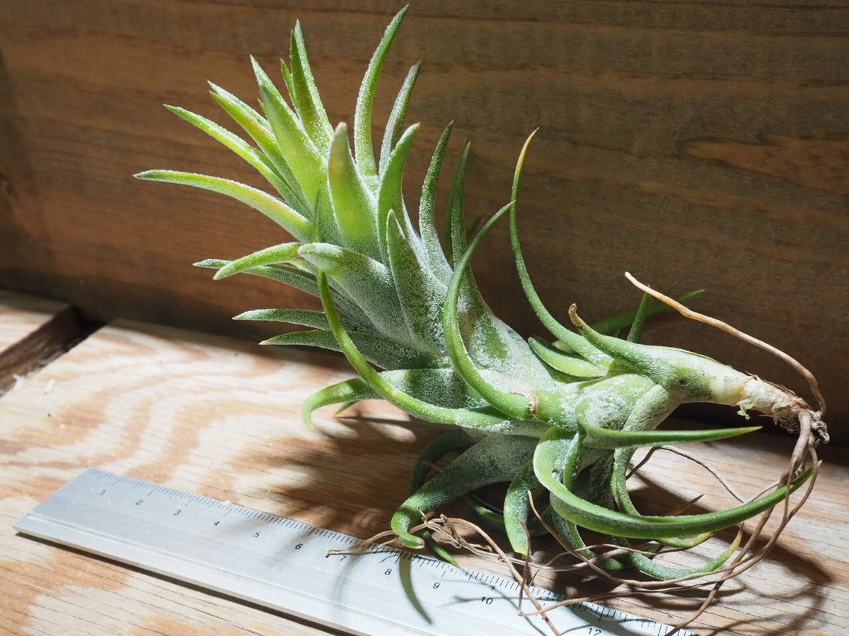 チランジア ／ イオナンタ ヴァンハイニンギー L (T.ionantha var. vanh