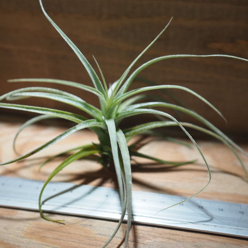 チランジア ／ ストラミネア ブッシュ S (T.straminea 'Bush') ＊A01