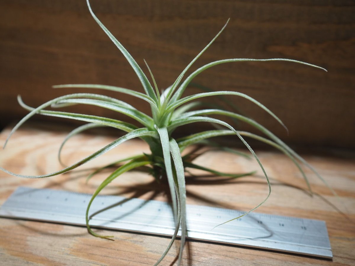 チランジア ／ ストラミネア ブッシュ S (T.straminea 'Bush') ＊A01