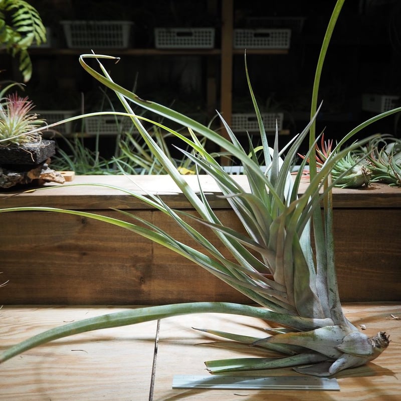 チランジア スーパースティーブ（Tillandsia 