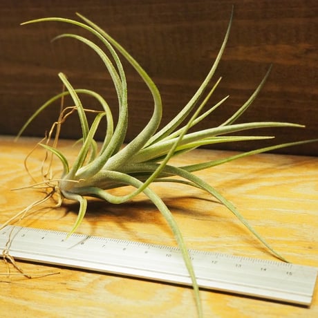 チランジア ／ イオナンタ × パウシフォリア　(T.ionantha × T.paucifolia)　＊A02/Se21