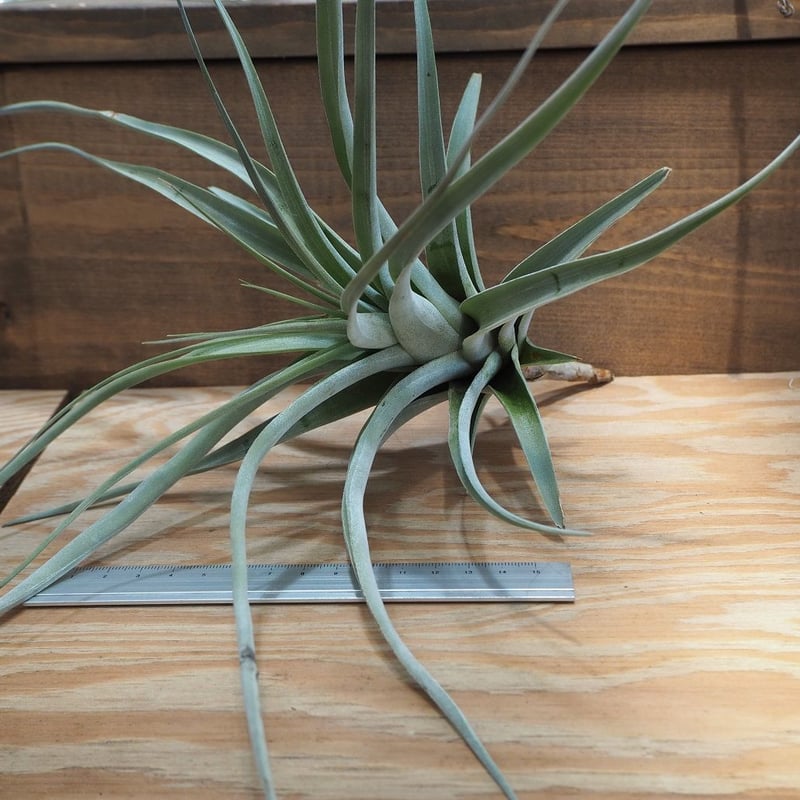 チランジア   流木仕立て　✨ 時間を持て余して・・・チランジア流木に仕立て花つけて色味が