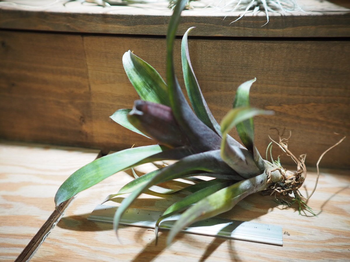 Tillandsia krukoffiana ティランジア クルコフィアナア チランジア ／ クルコフィアナ (T. krukoffiana) ＊A01/Mar20 | 常