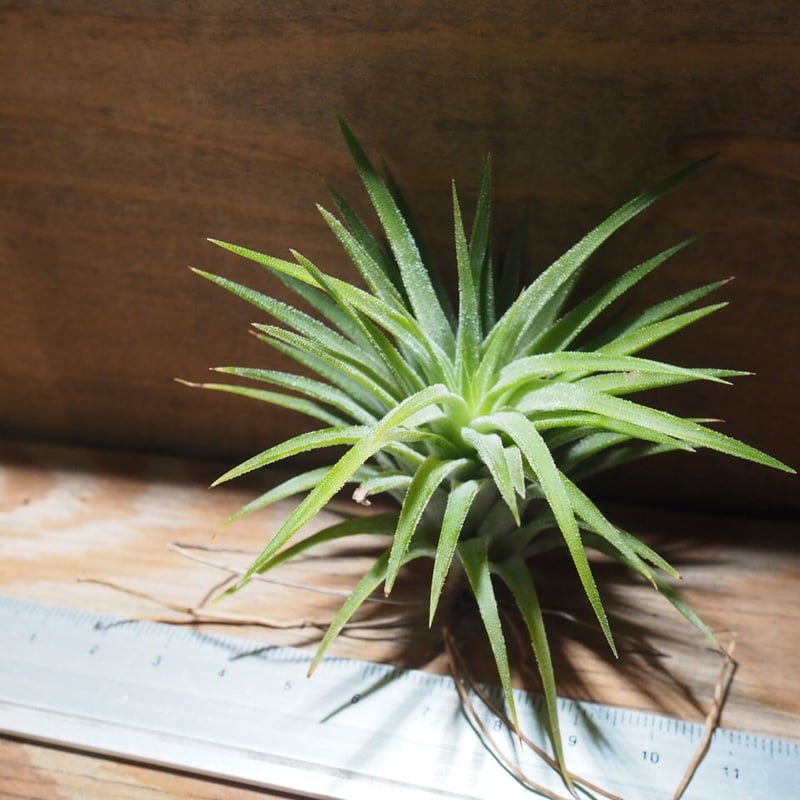 チランジア ／ イオナンタ アルビノ (T.ionantha 'Albino') ☆CD01/