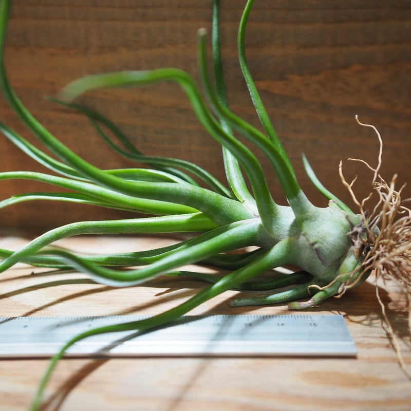 チランジア ／ ショータイム L (T.'Showtime') ＊A01/Jul11-01 |