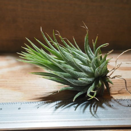チランジア ／ イオナンタ ヘーゼルナッツ　(T.ionantha 'Hezel Nut')　★EF01/Feb05-01