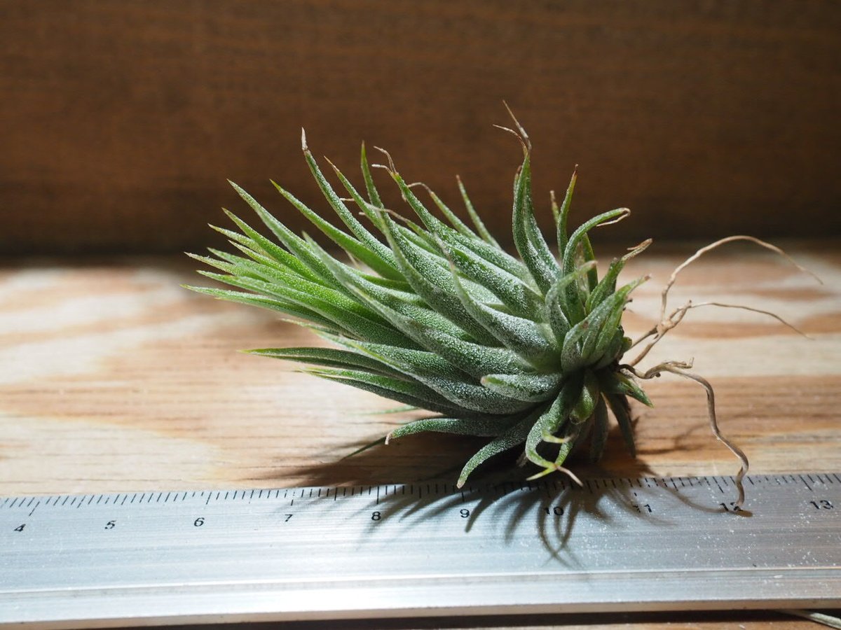 英麻呂T. ionantha ‘Nizanda' と‘Hazel Nut' 英麻呂様専用T. ionantha 'Nizanda' と'Hazel Nut' - メルカリ