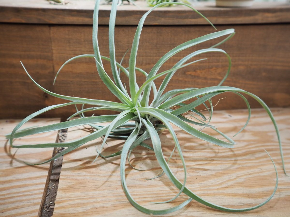 ※子株のみ!! チランジア ブラキフィラ BASE抽選販売(限定価格)】 チランジア ブラキフィラ | PROTOLEAF