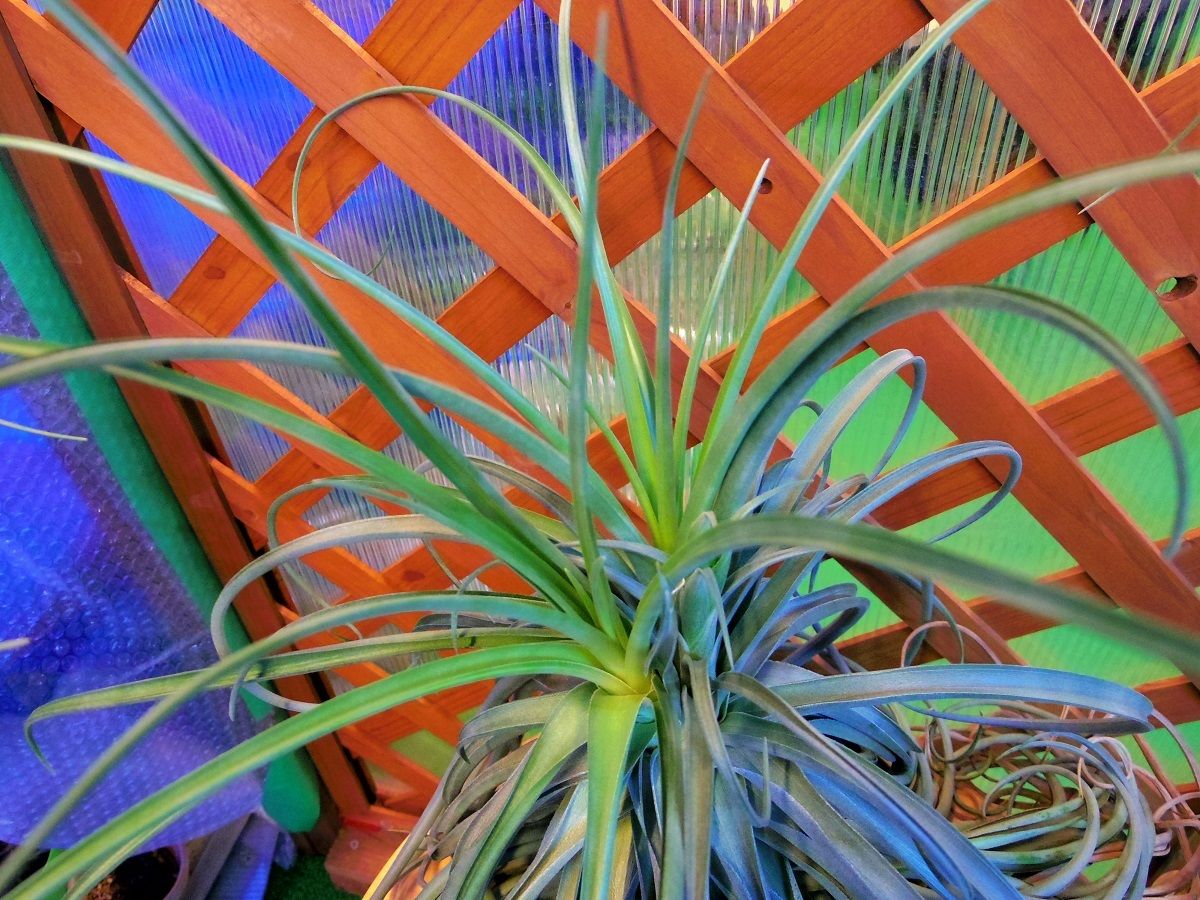 チランジア　ライラックスパイア　Tillandsia Lilac Spire 188debaabe8eb0100870f9d8c59225