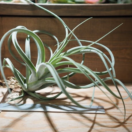 チランジア ／ パウシフォリア × ストレプトフィラ　(T.paucifolia × T.streptophylla)　＊A01/Dec26