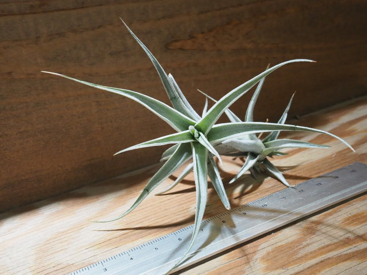 チランジア ／ アルビダ S (T.albida) ☆AB01/Jul30 | 常葉植物園 T