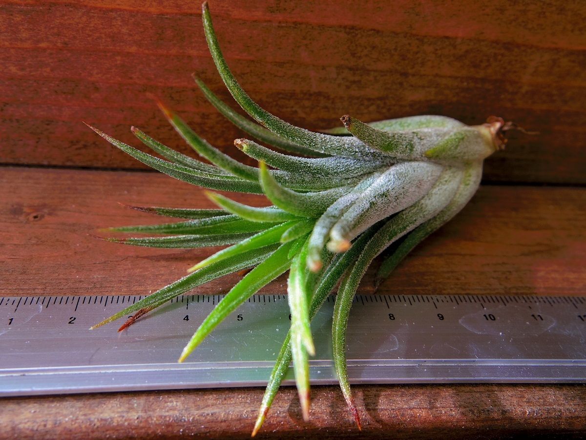 チランジア ／ リトルサンダー (T.'Little Thunder') | 常葉植物園 To