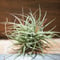 チランジア / イオナンタ メキシコ CL (T.ionantha \'Mexico\') *A01/Dec13