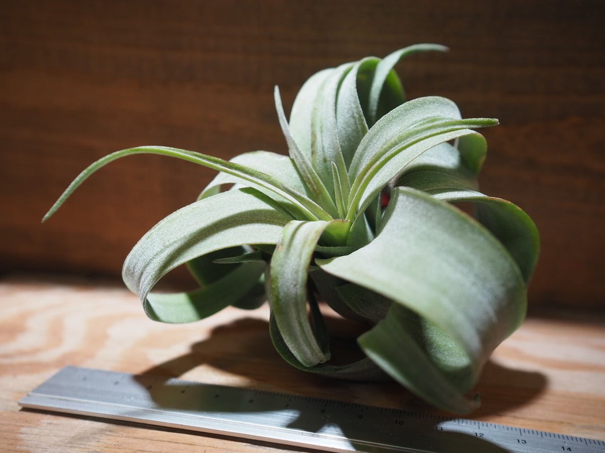 T*a様 チランジア　プリンゲリxストレプトフィラ T*a様 チランジア プリンゲリxストレプトフィラ