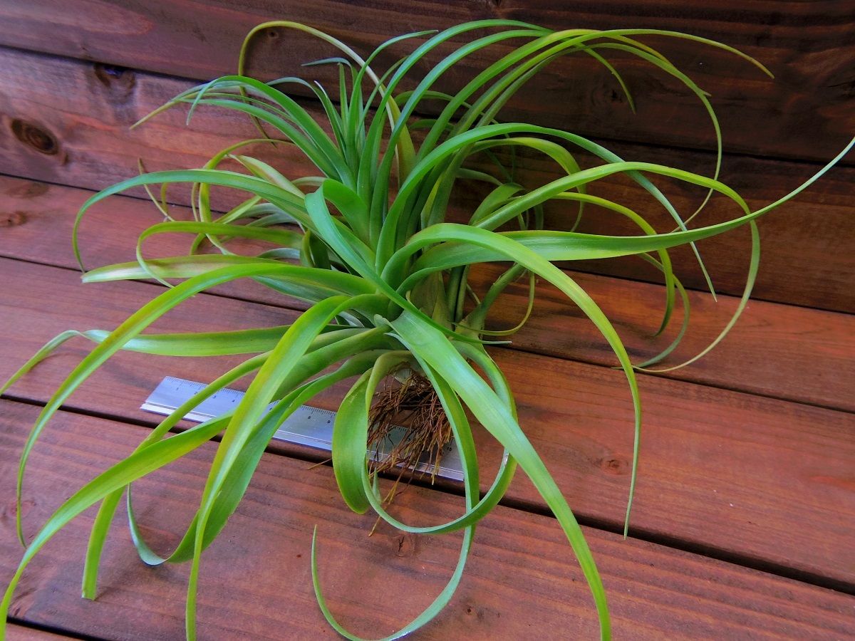 チランジア キセログラフィカ × ブラキカウロス チランジア・キセログラフィカ×ブラキカウロス Tillandsia