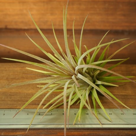 チランジア ／ イオナンタ プレデター　(T.ionantha 'Predator')