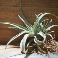 チランジア ／ ライラックスパイアー (T.'Lilac Spire') ☆12/12企画 |