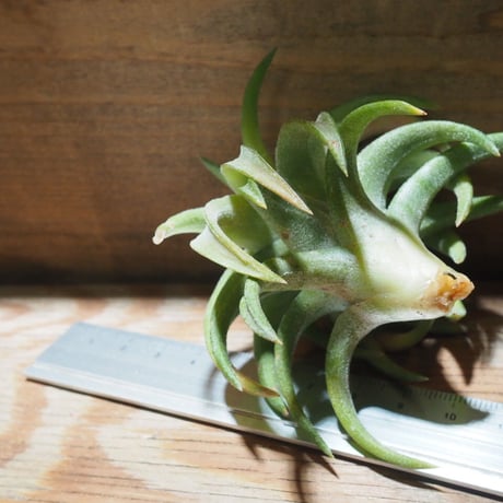 チランジア ／ イオナンタ ヴァンハイニンギー ジャンボ　(T.ionantha var. vanhyningii 'Jumbo') ★タイ農場　★EF01/Feb05