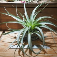 チランジア ／ ライラックスパイアー (T.'Lilac Spire') ☆12/12企画 |