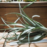 チランジア ／ カピタータ シルバーローズ No.0195 (T.capitata 'Silv