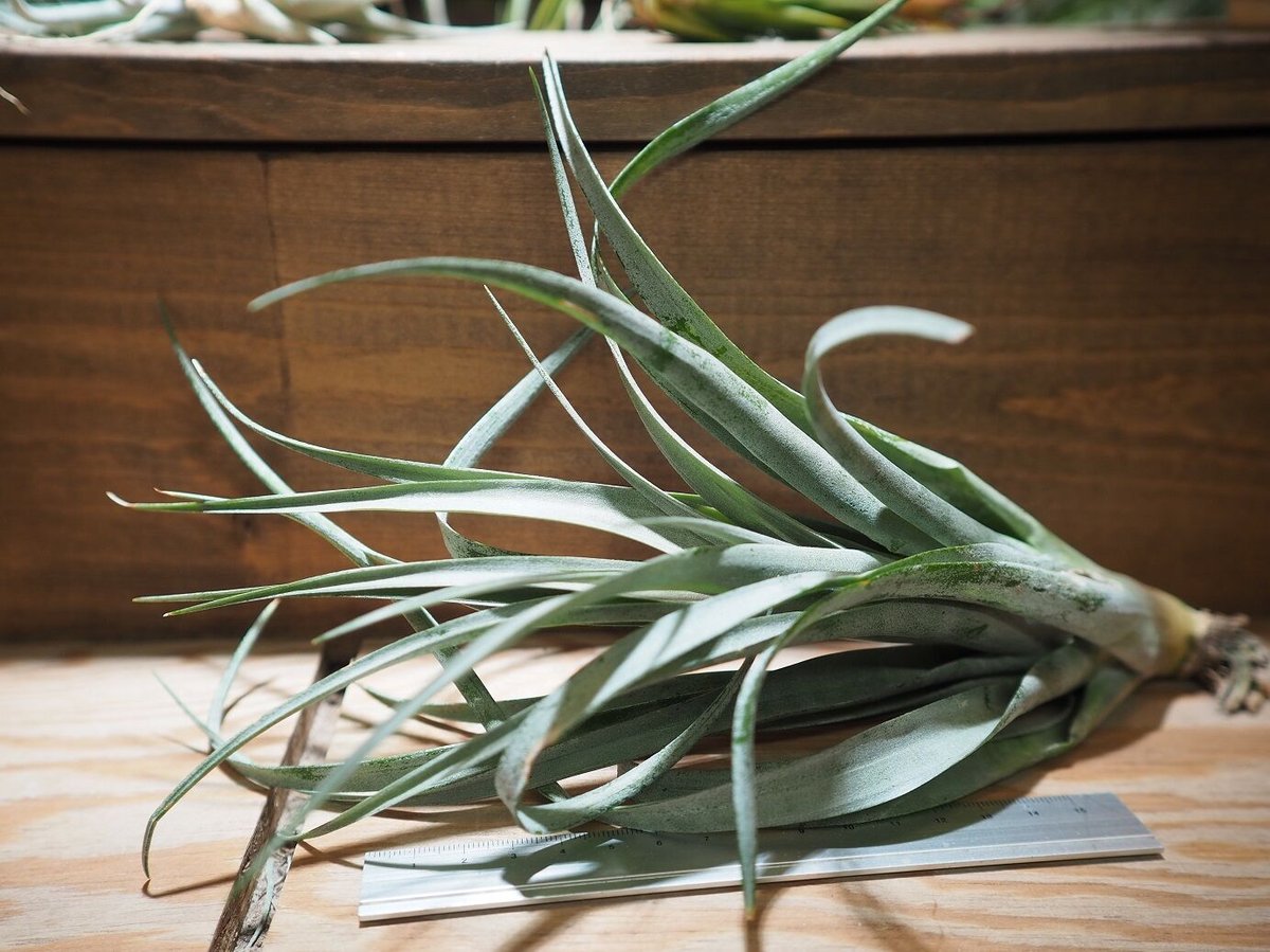 チランジア ／ カピタータ オレンジ (T.capitata 'Orange') ＊A01/F