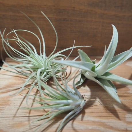 CATEGORY エアプランツ（チランジア） 普及種 | 常葉植物園 Tokiwa
