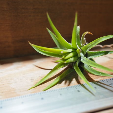チランジア ／ イオナンタ ピーチ ホワイトフラワー　(T.ionantha 'Peach White Flower')　＊A01/Apr25