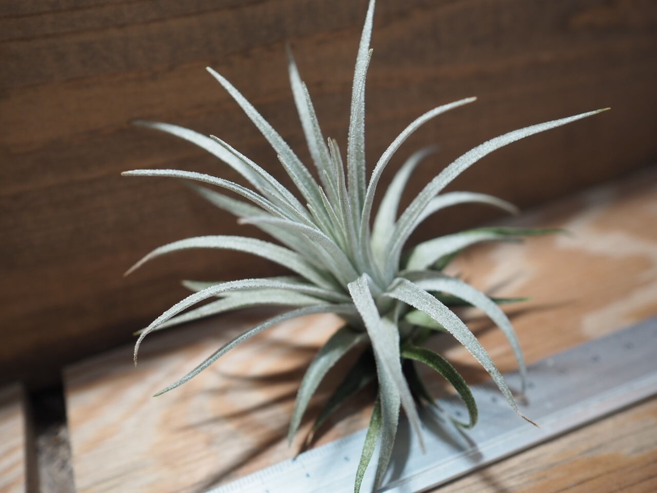 チランジア　モーリアナ　RFI Tillandsia original