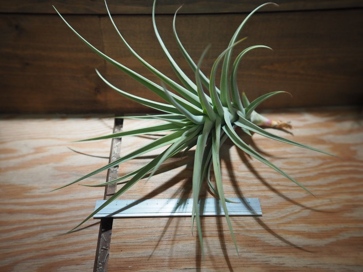 84、85、JCシャドー アガベ パリー ジャックポット トランカータ 84