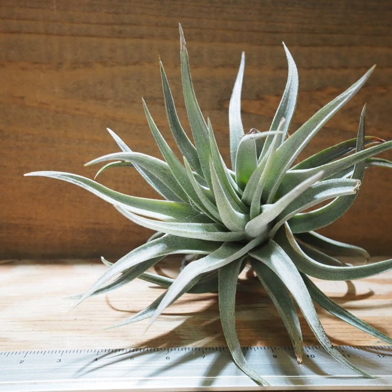 チランジア ／ コマラパエンシス (T.comarapaensis) ☆CD01