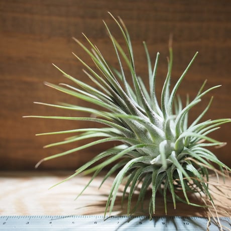 チランジア ／ イオナンタ ロシータ XL　(T.ionantha ’Rosita’)　＊A01/ Mar20
