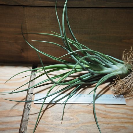 チランジア ／  ブルボーサ × プエブレンシス　(T.bulbosa × T.pueblensis)　＊A01/Apr15