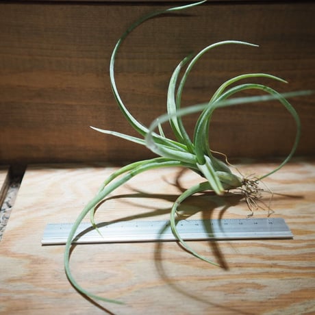 カーリースリム | STORES