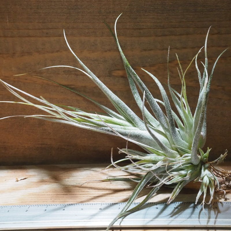 エアープランツ チランジア　エーデルシアナ エアープランツ チランジア エーレルシアナ(1株) | チャーム