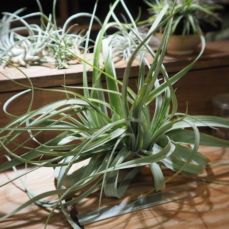 チランジア ／ キセログラフィカ × カピタータ クレステッド　(T.xerographica × T.capitata Crested)　＊A01/Apr17