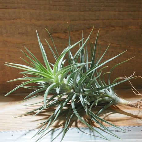 STORES エアープランツの検索結果