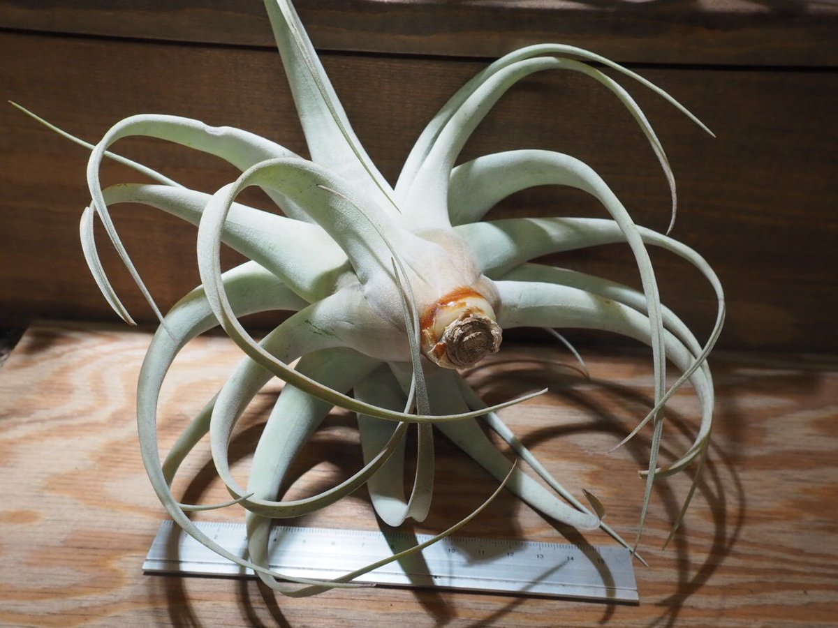 チランジア ／ キセログラフィカ mini (T.xerographica) ☆XX01/De