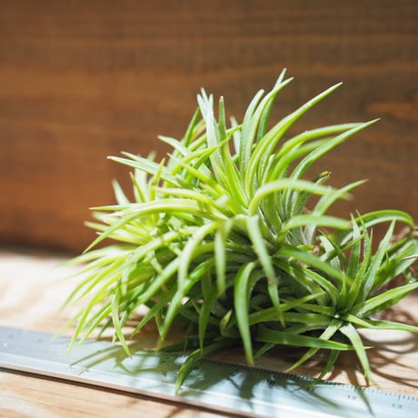 チランジア ／ イオナンタ ウアメルラ CL　(T.ionantha huemulata) ★タイ農場　＊A01/Jun22