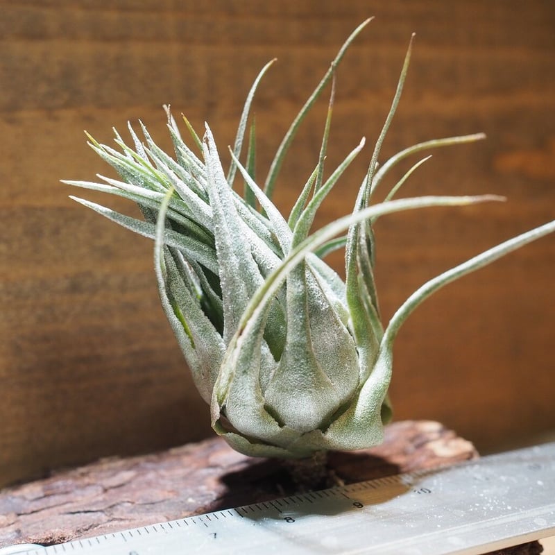 チランジア ／ カウツキー XL (T.kautskyi) ＊A01/Dec26 | 常葉植物