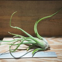 チランジア ／ イオナンタ ファットボーイ (T.ionantha 'Fat Boy') ☆E