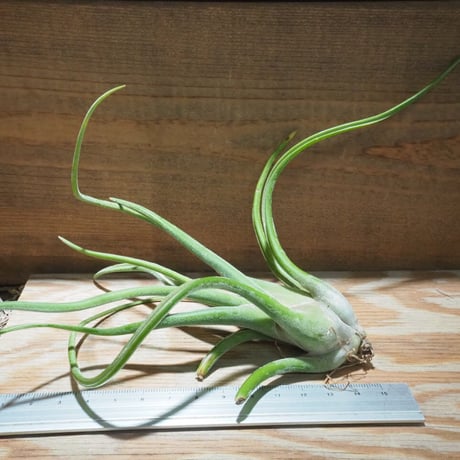 STORES エアープランツの検索結果