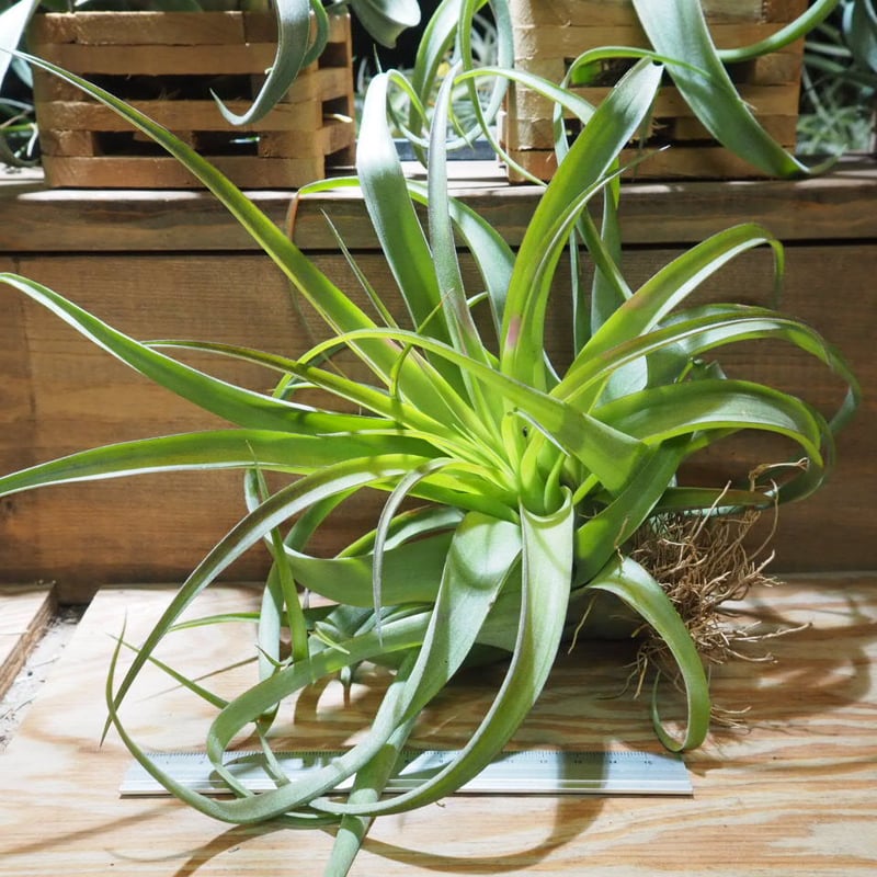 チランジア　Ty x ストレプトフィラ　曲がり葉タイプ チランジア ／ ストレプトフィラ カーリータイプ (T