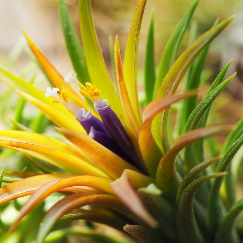 Tillandsia Ionantha Special Selection 速達 Tillandsia Ionantha Special Selection 速達 Tillandsia