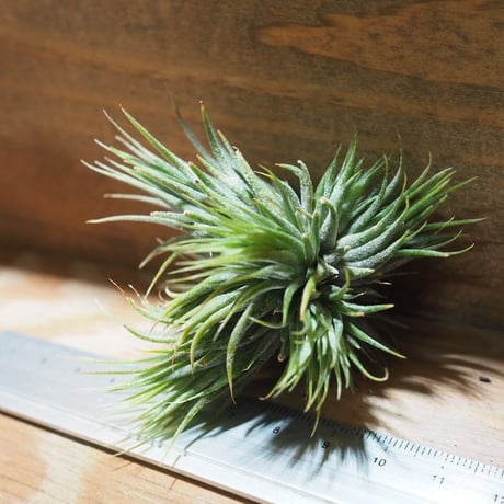 チランジア ／ イオナンタ ピーナッツ CL 　(T.ionantha 'Peanut')　＊A01/Jun05