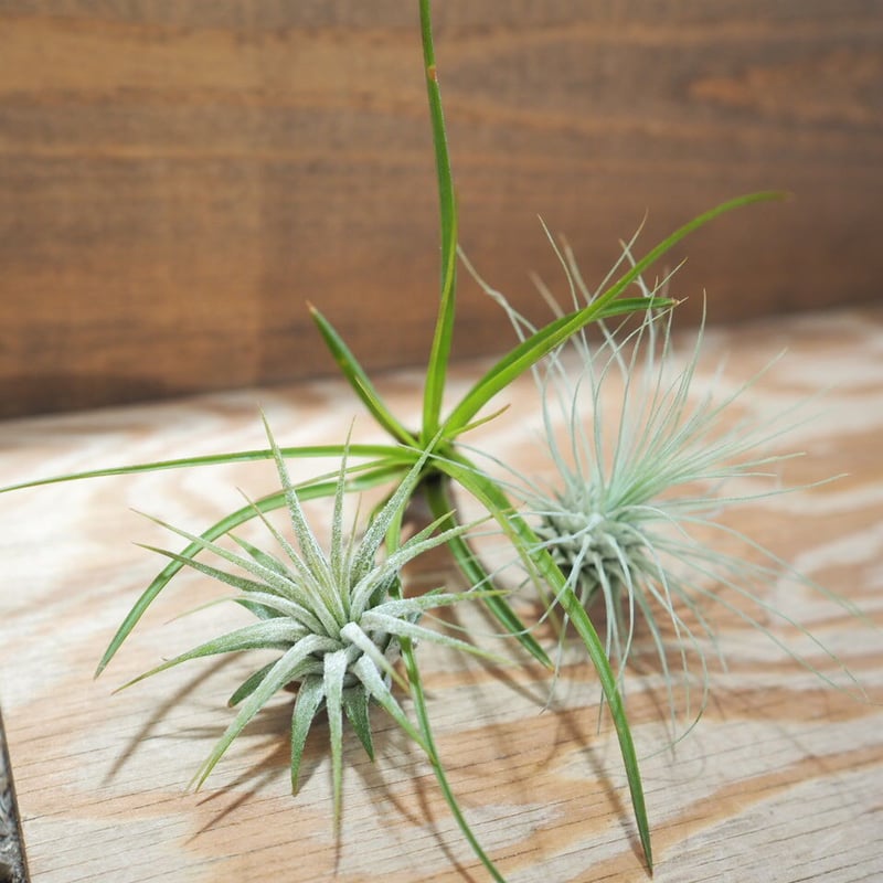 壺系チランジア　3点セット　B チランジア ／ 入門3点セット Bタイプ (Tillandsia B-type