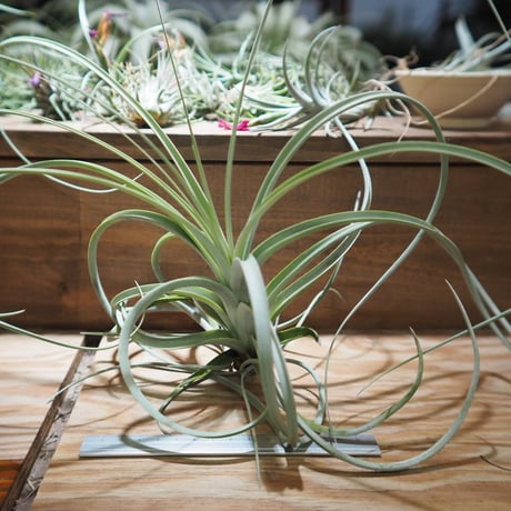 STORES エアープランツの検索結果