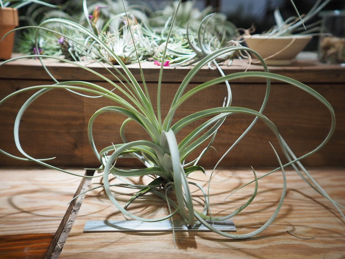 チランジア ／ エクセルタ XL (T.exserta) ＊A01/Jul11 | 常葉植物園